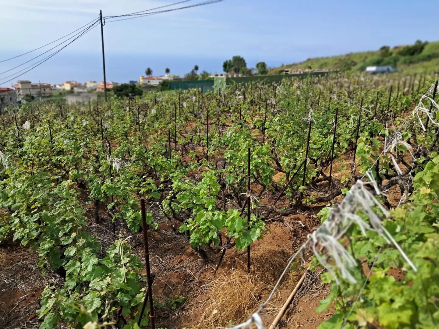 Terreno rústico en venta en Victoria de Acentejo La - Camino Potaiga, imagen 3