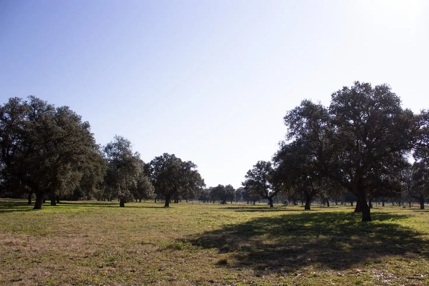 Land for sale in Torralba de Oropesa