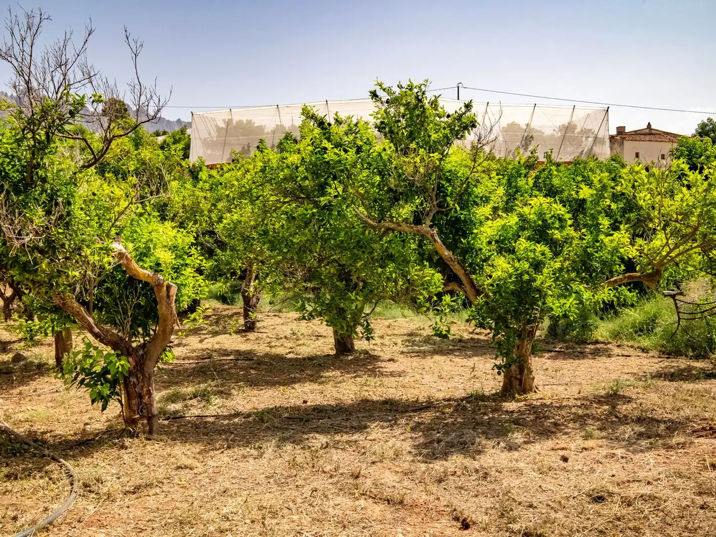 Jardín de Casa o chalet en venta en Callosa d'en Sarrià con Aire acondicionado, Jardín privado y Trastero