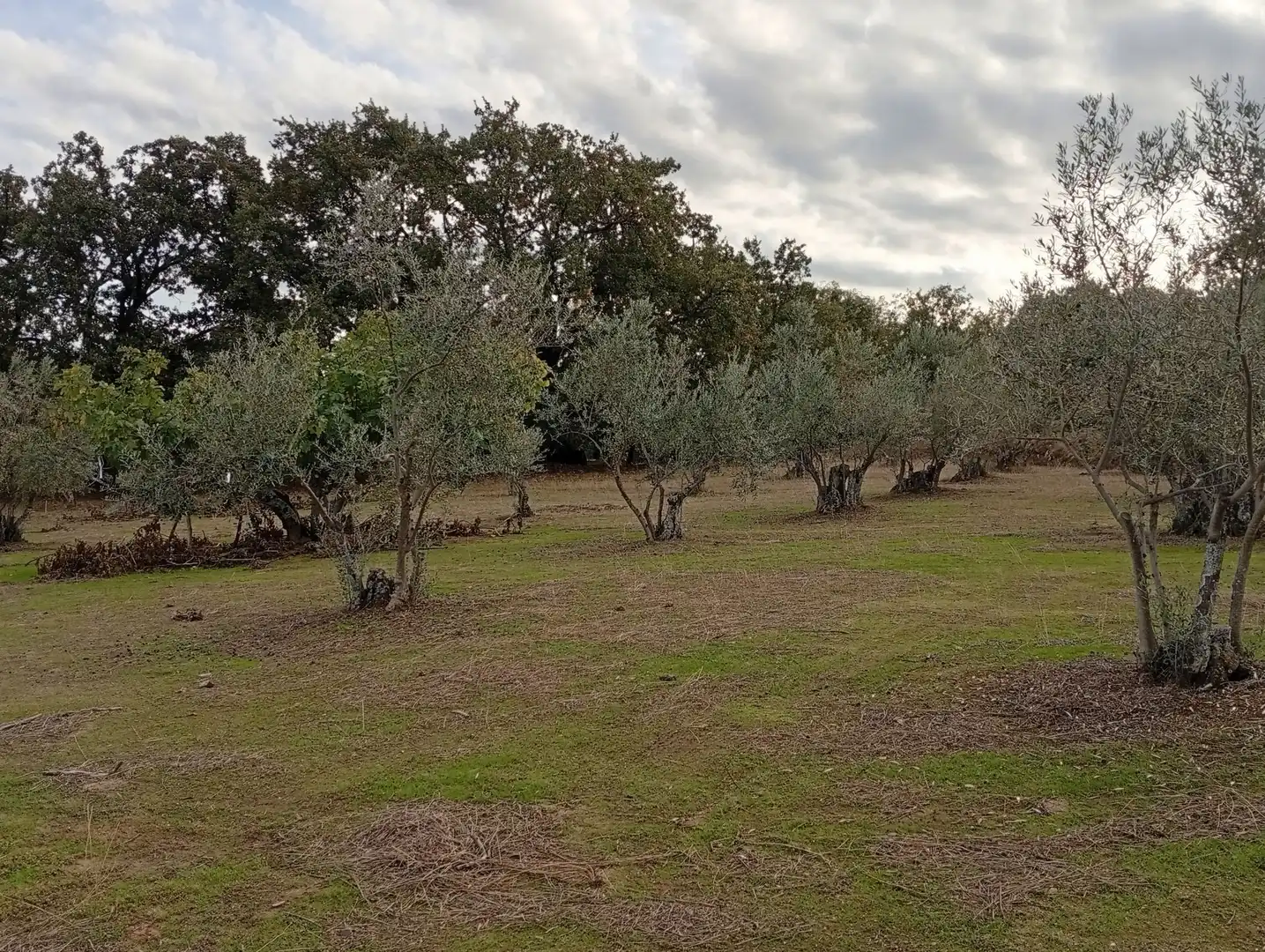 Terreni e lotti in vendita a Villanueva de la Vera, imagen 8