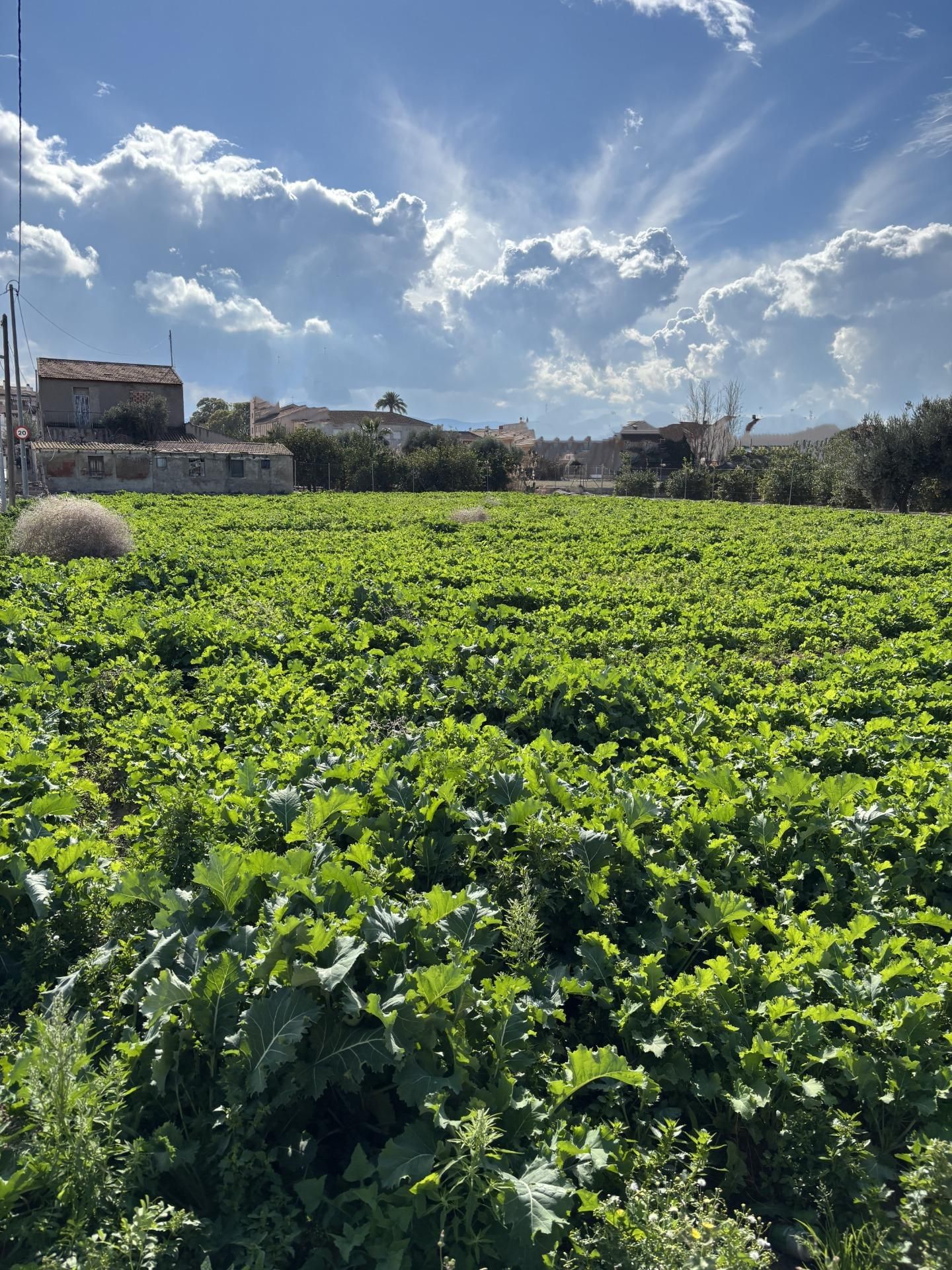 Casa o xalet en venda en  Murcia Capital amb Terrassa i Traster
