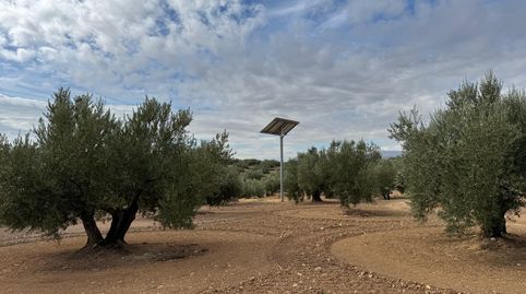 EXCELENTE PARCELA DE OLIVOS CON ALGO DE AGUA EN SANTA CASILDA, immagine 5