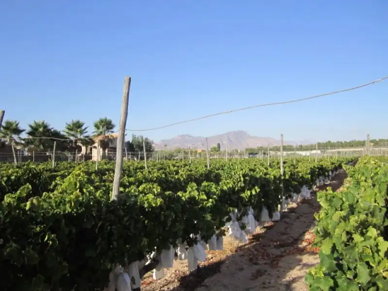 Rural land for sale in Novelda, imagen 4