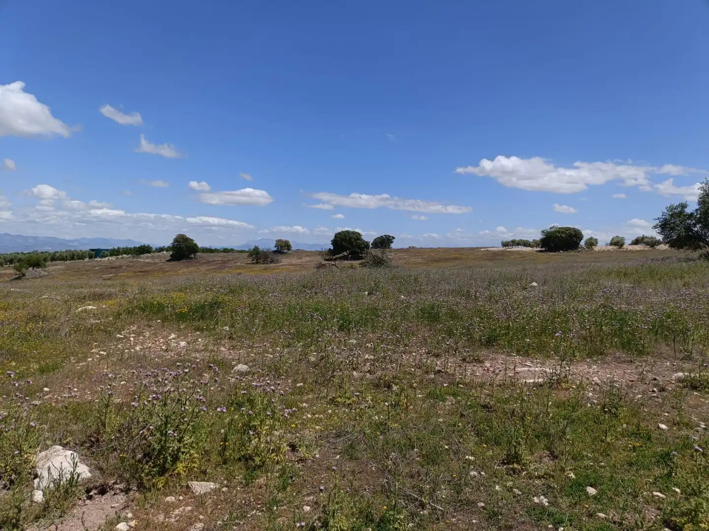 Finca rústica en venta en Salar