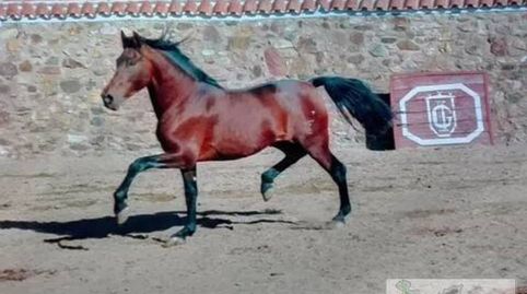 Foto 4 de Finca rústica en venta en Higuera de Vargas, Badajoz