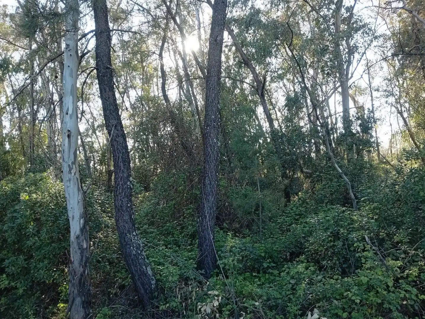 Terreni e lotti in vendita a Villanueva de la Vera, imagen 121