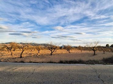 Terreno rustico in vendita a Yecla