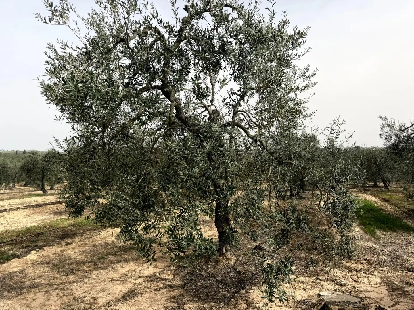 Terreno en venta en Bormujos