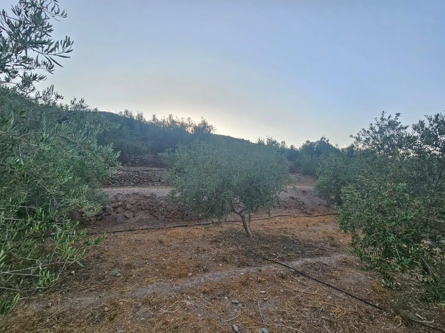 Finca rústica en venda en Fondón