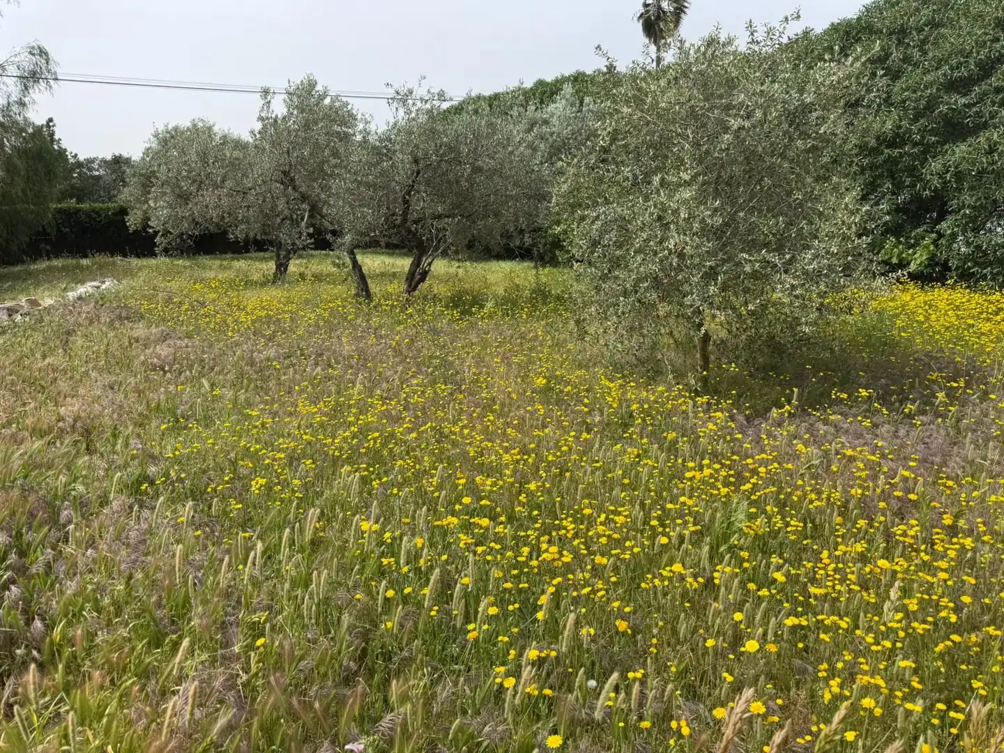 Casa o chalet en venta en Carmona con Jardín privado, Terraza y Piscina