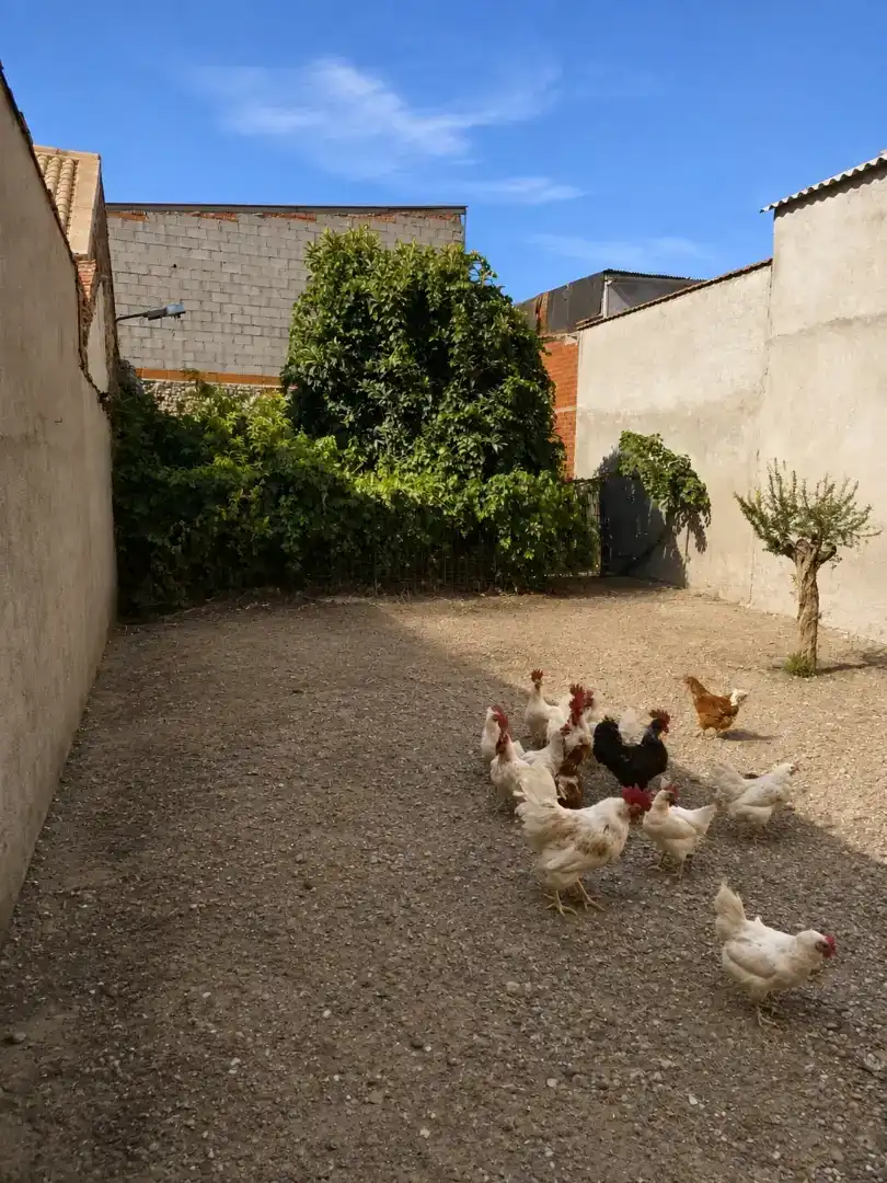 Jardí de Casa o xalet en venda en Villarrubia de los Ojos