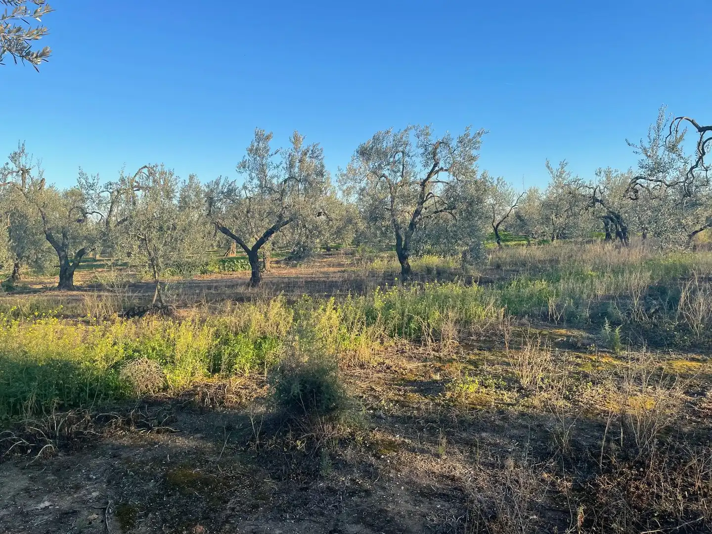 Terreno en venta en Bollullos de la Mitación