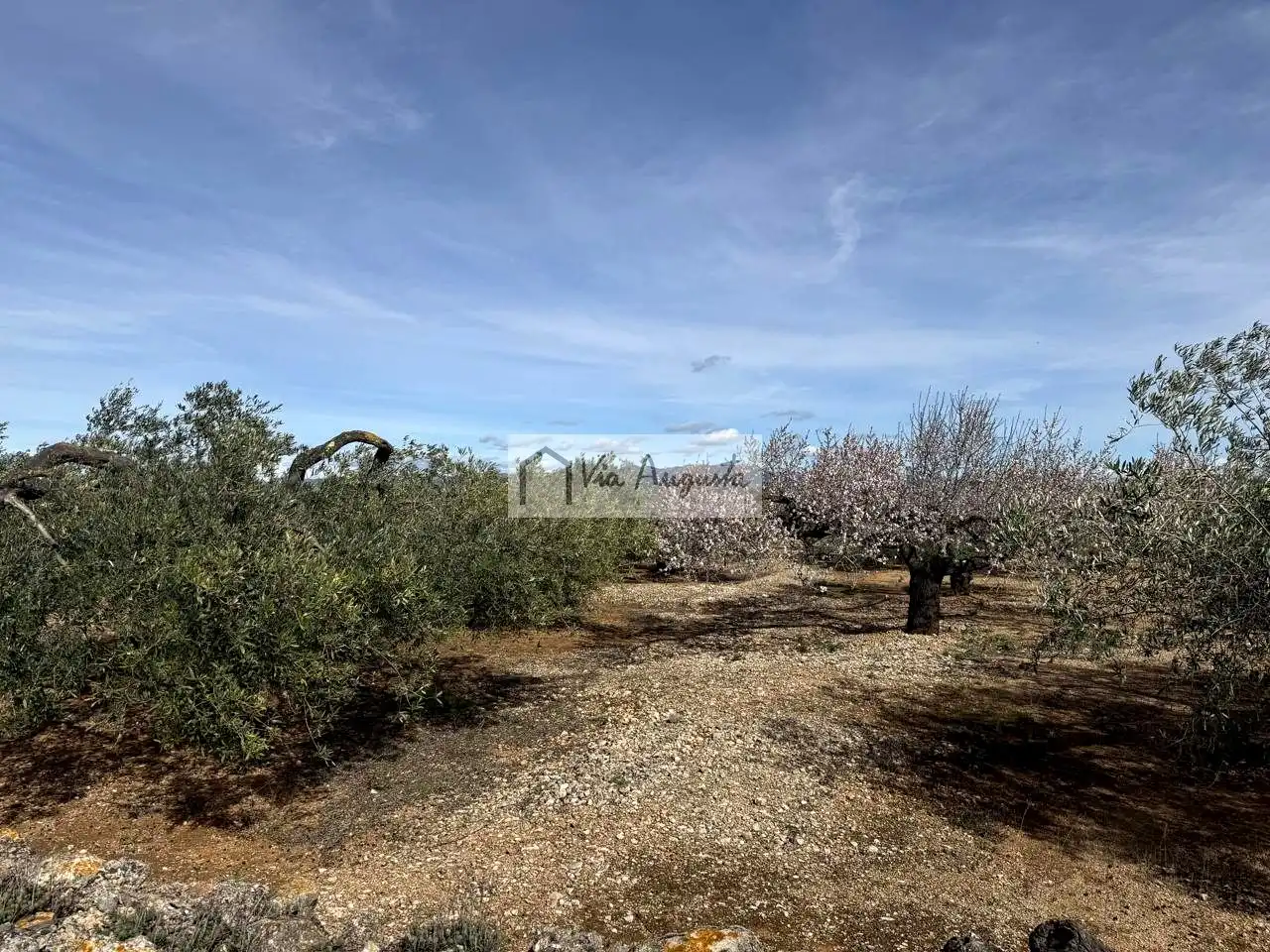Terreno rustico in vendita a Burgà, imagen 3