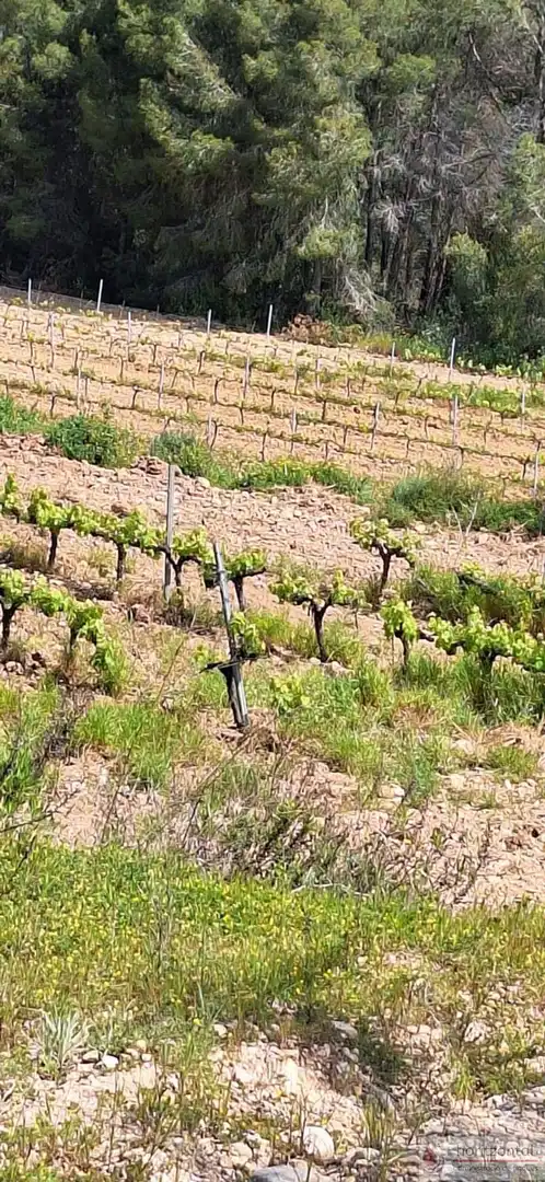 Terrenys i solars en venda a Sant Quintí de Mediona, imagen 16