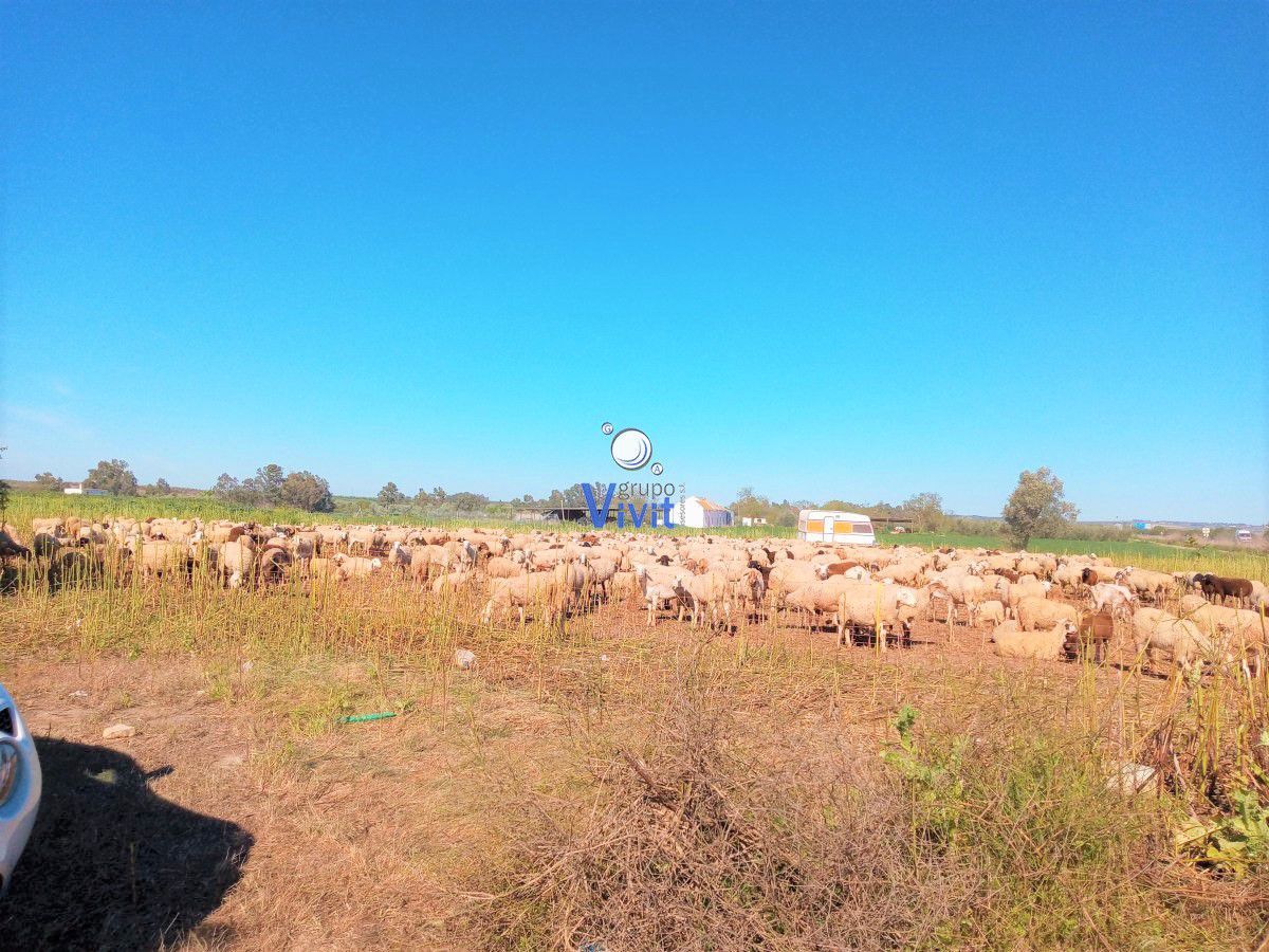 Finca rústica en venda en Mairena del Alcor