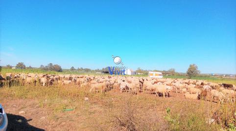 Foto 2 de Finca rústica en venda a Mairena del Alcor, Sevilla