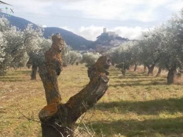 Terreny rústic en venda a Biar