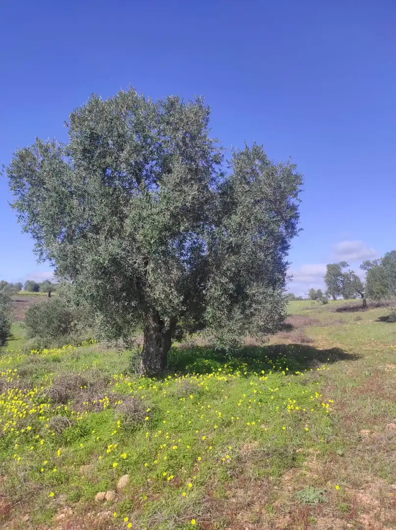 Terreni e lotti in vendita a Beas, imagen 31