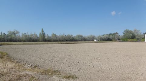 Finca de cultivo en Amposta. Terres del Ebre, imatge 4