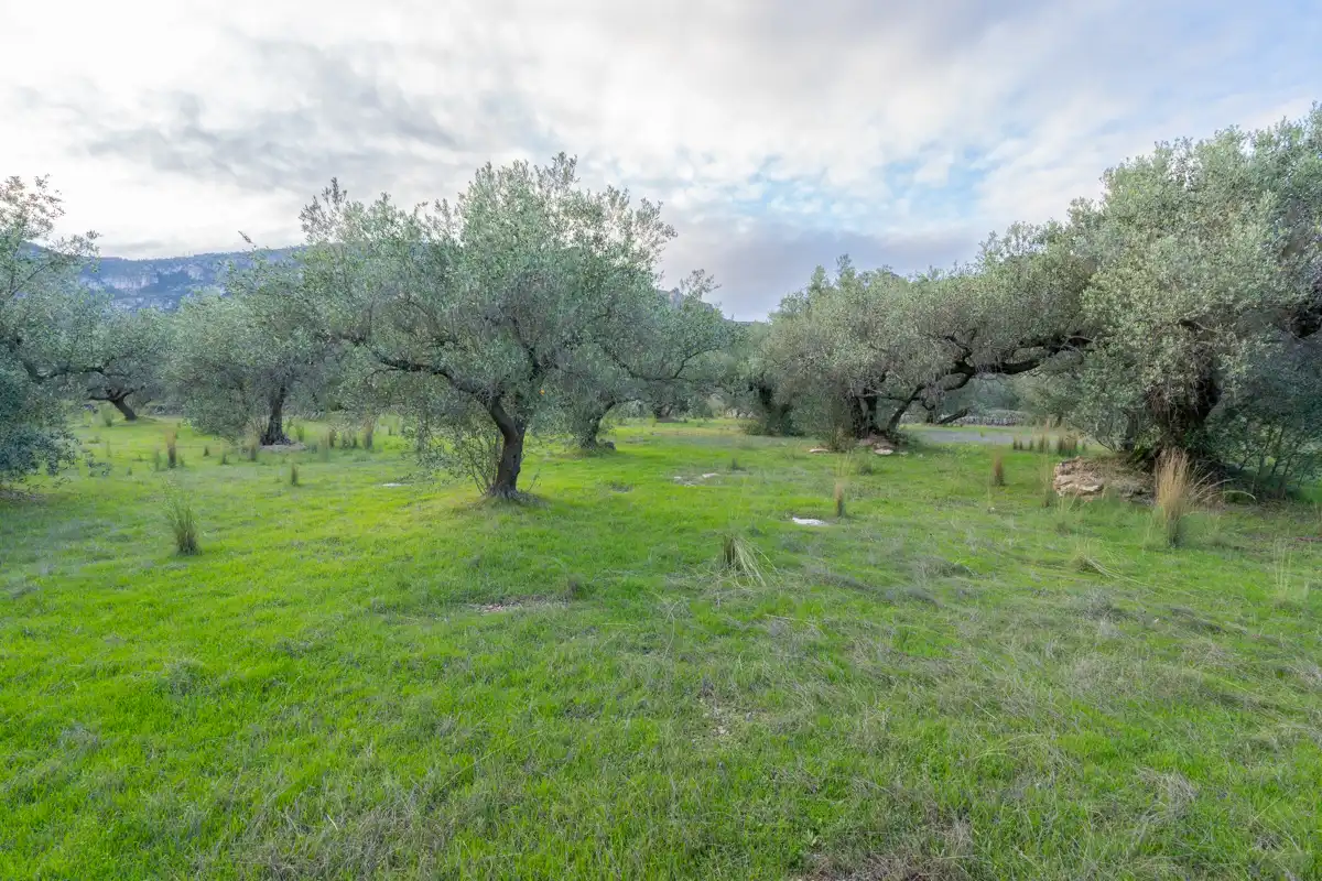 Terreno rustico in vendita a Partida Pandorga 2, imagen 14
