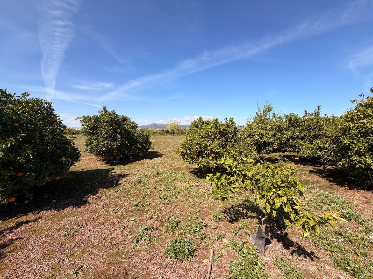 Rural land for sale in Almenara, imagen 26