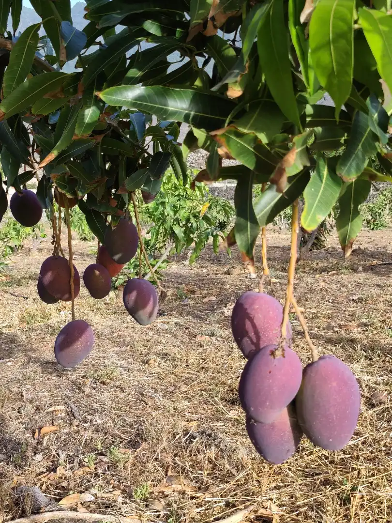 Jardín de Finca rústica en venta en Frontera con Terraza, Amueblado y Horno