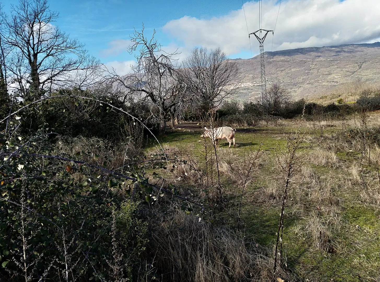 Terreno en venta en Casas del Castañar