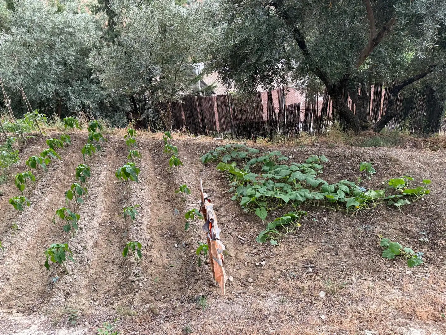 Garten von Country house zum Verkauf in Jaén mit Privatgarten, Terrasse und Schwimmbad