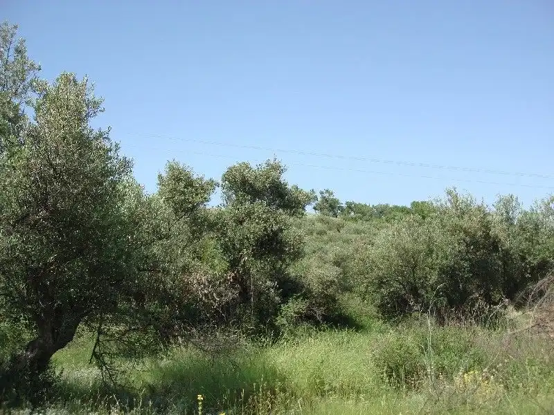 Terreny rústic en venda a Villamediana de Iregua