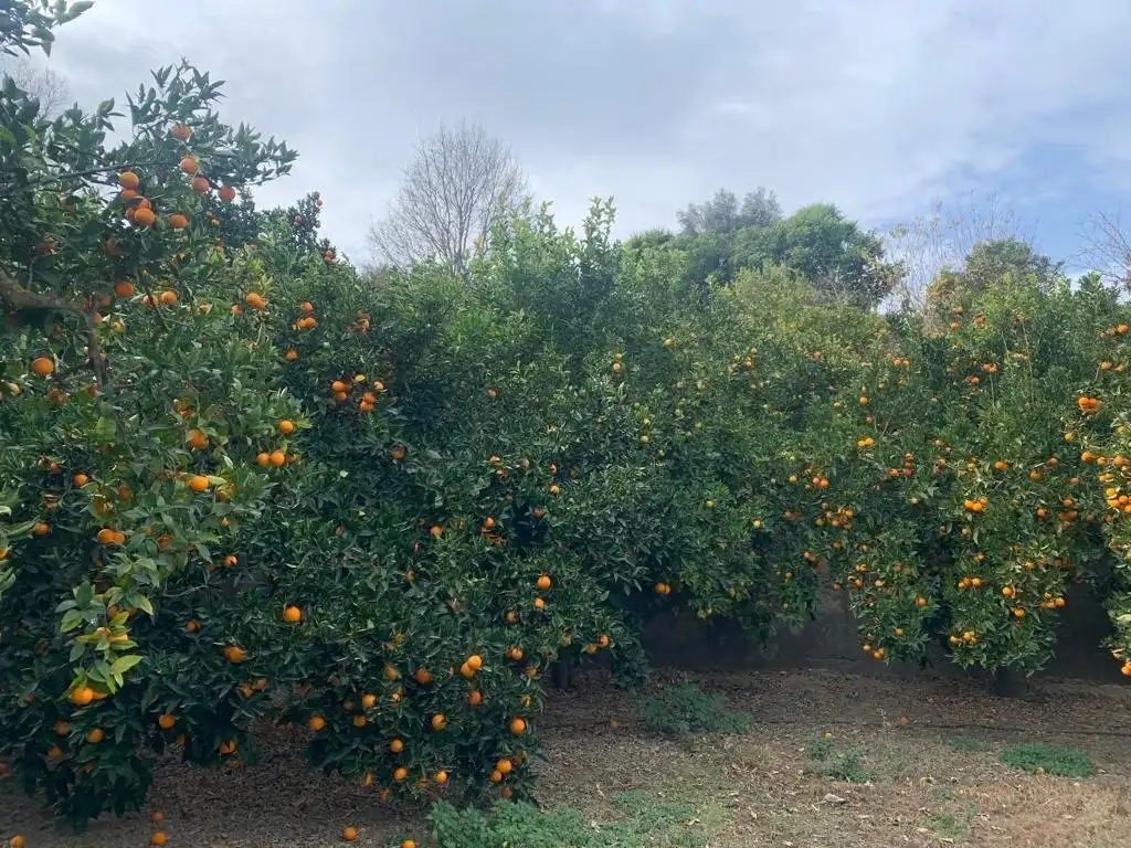 Finca rústica en venta en Lecrín