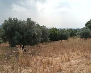 Land for sale in Valle de Santa Ana