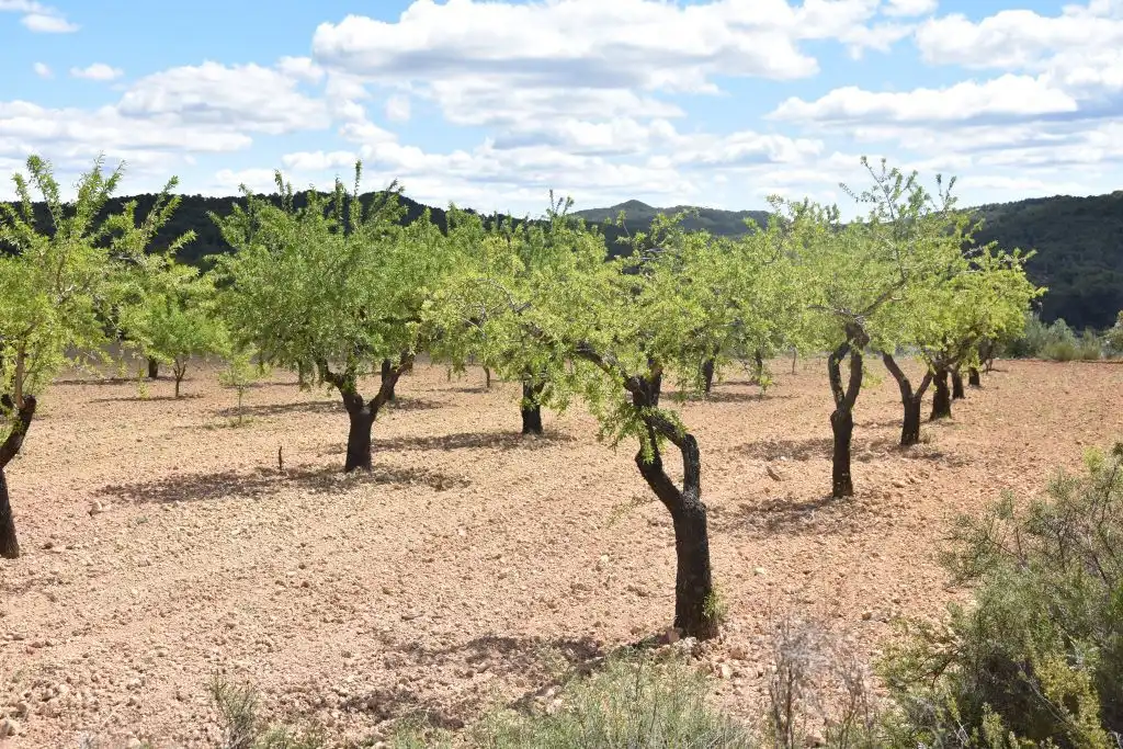 Terreni e lotti in vendita a Arens de Lledó, imagen 9