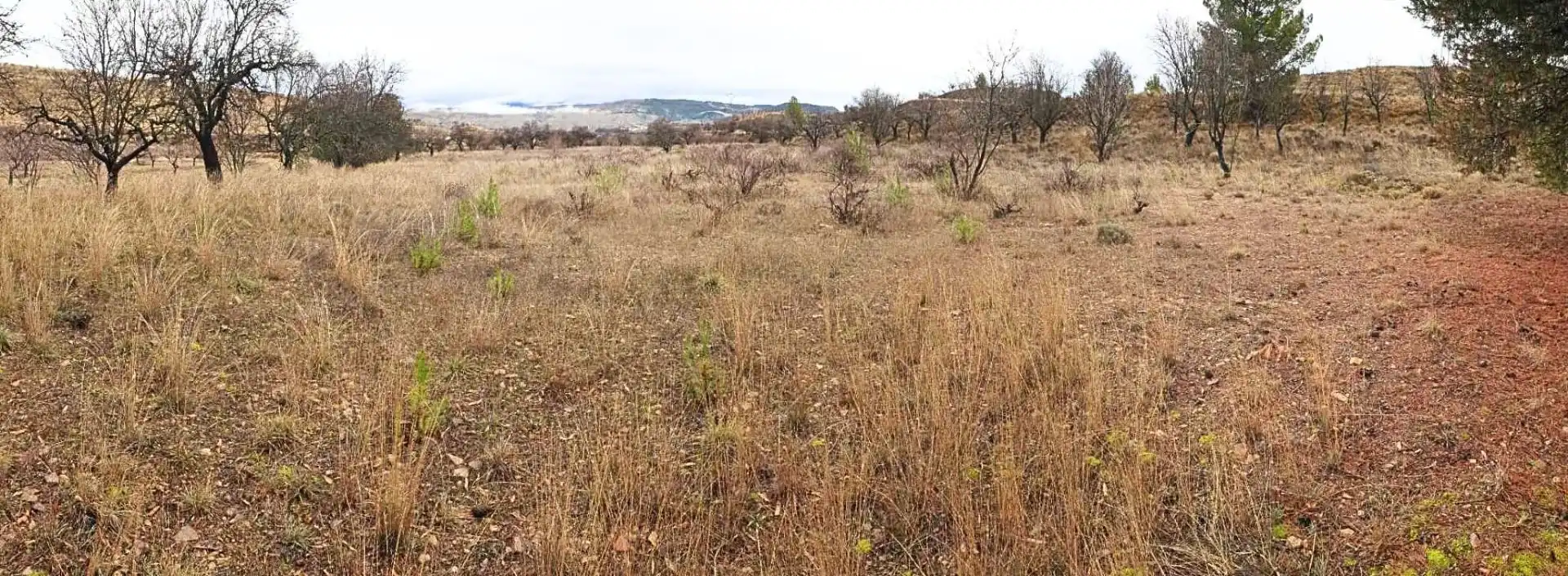 Terreno en venta en Maluenda