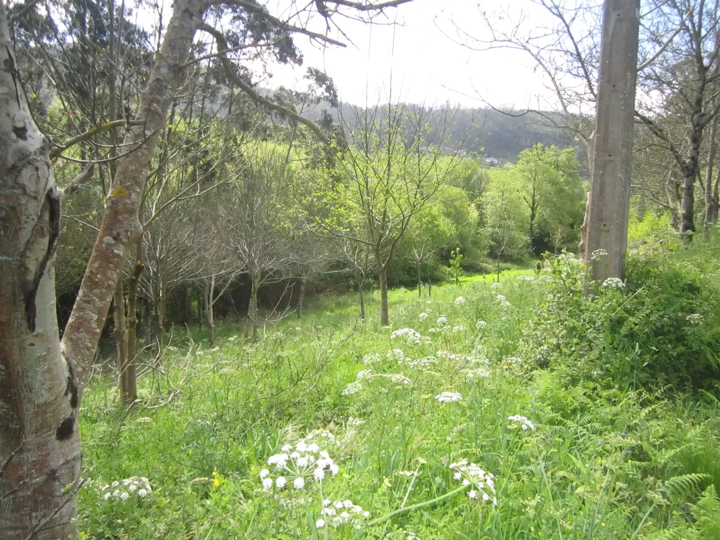 Terreno en venta en Valdoviño