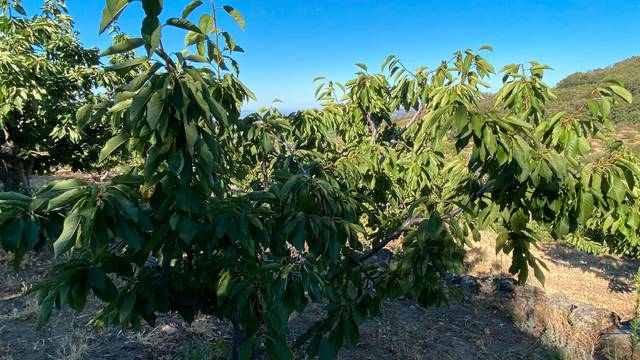 Terreno en Venta en Piornal