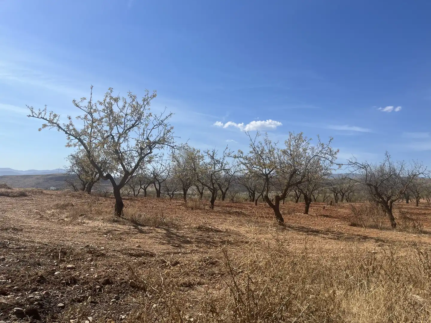 Rustikales Grundstück zum Verkauf in Avenida de Andalucía, imagen 16
