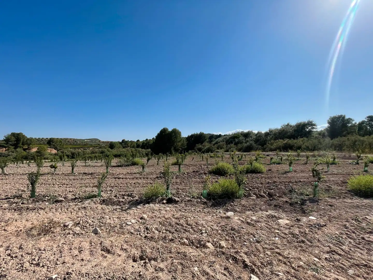 Terreno rustico in vendita a Cehegín, imagen 27