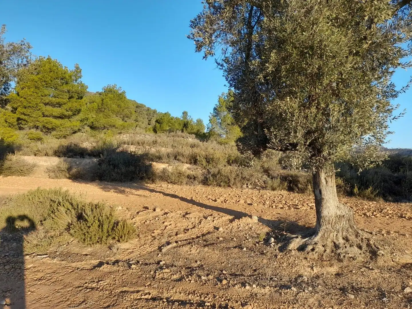 Terreno rústico en venta en Corbera d'Ebre, imagen 14