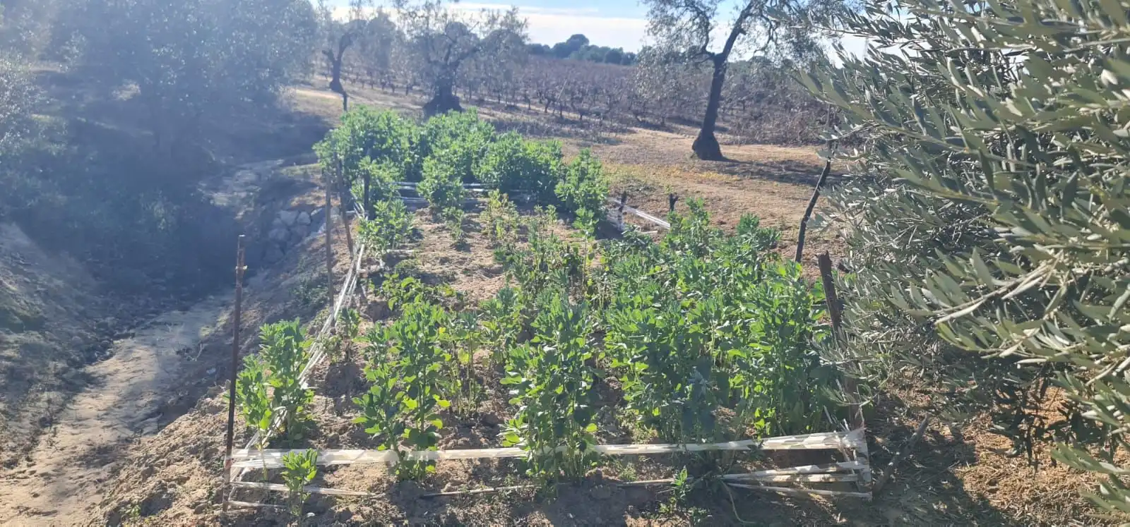 Terreny rústic en venda a Carretera ROCIANA DE CONDADO A VILLARRASA, imagen 5