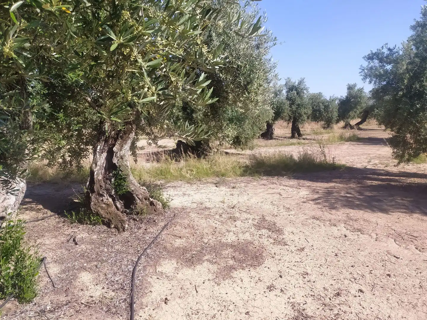 Terreni e lotti in vendita a Villanueva de la Reina, imagen 12