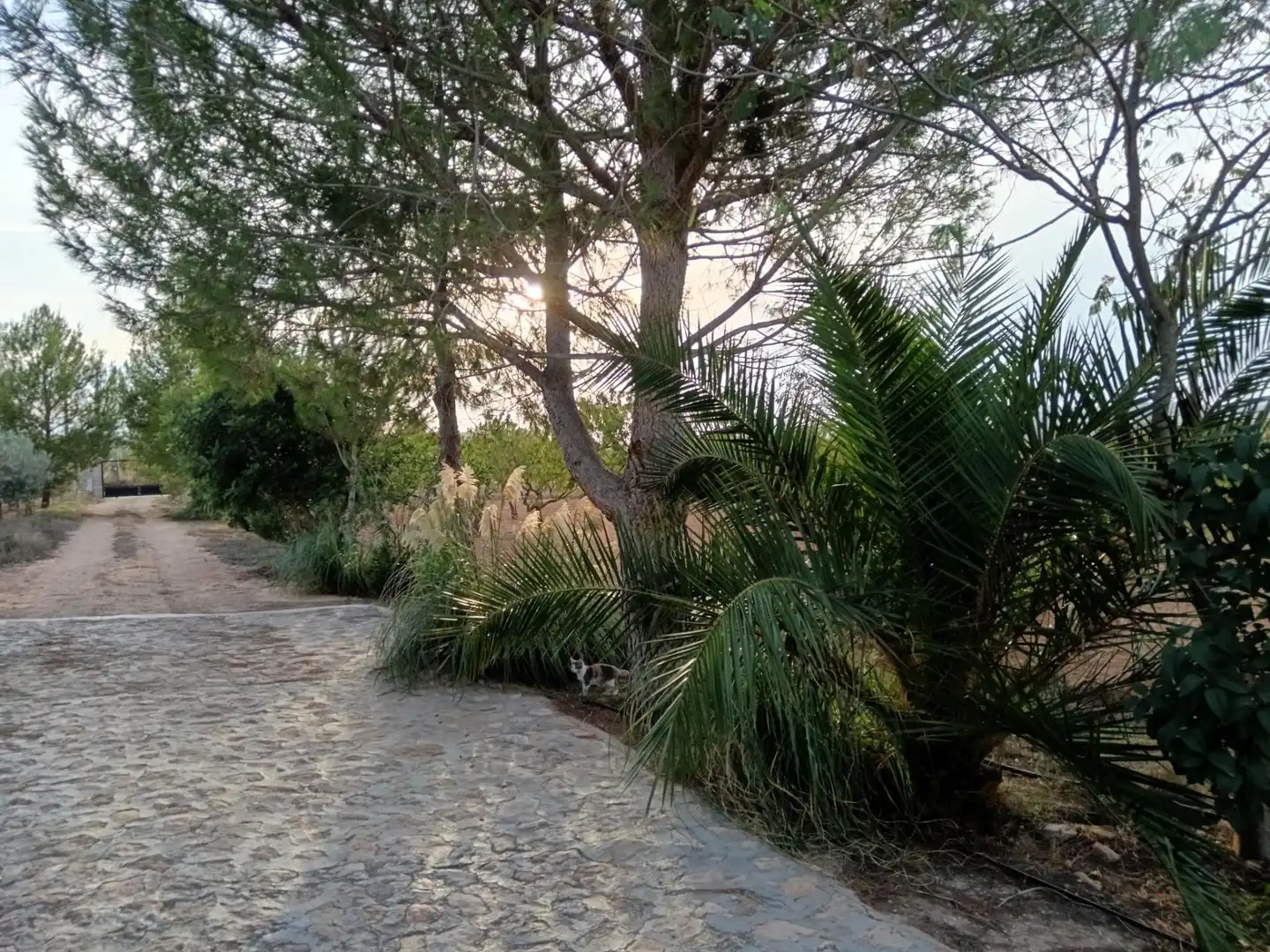 Villa con giardino in vendita a El Pinós / Pinoso, imagen 44