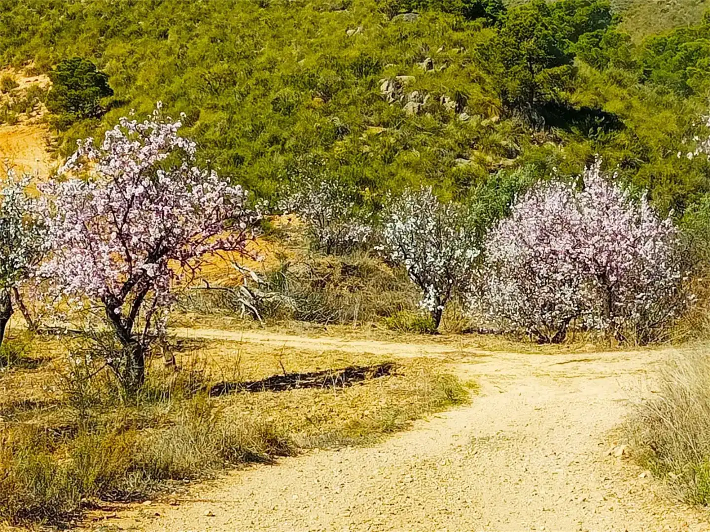Exterior view of Land for sale in Lorca