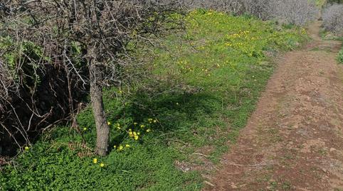 Foto 5 de Terreno en venta en Diseminado Preventorio, 17, La Esperanza - Llano del Moro, El Rosario