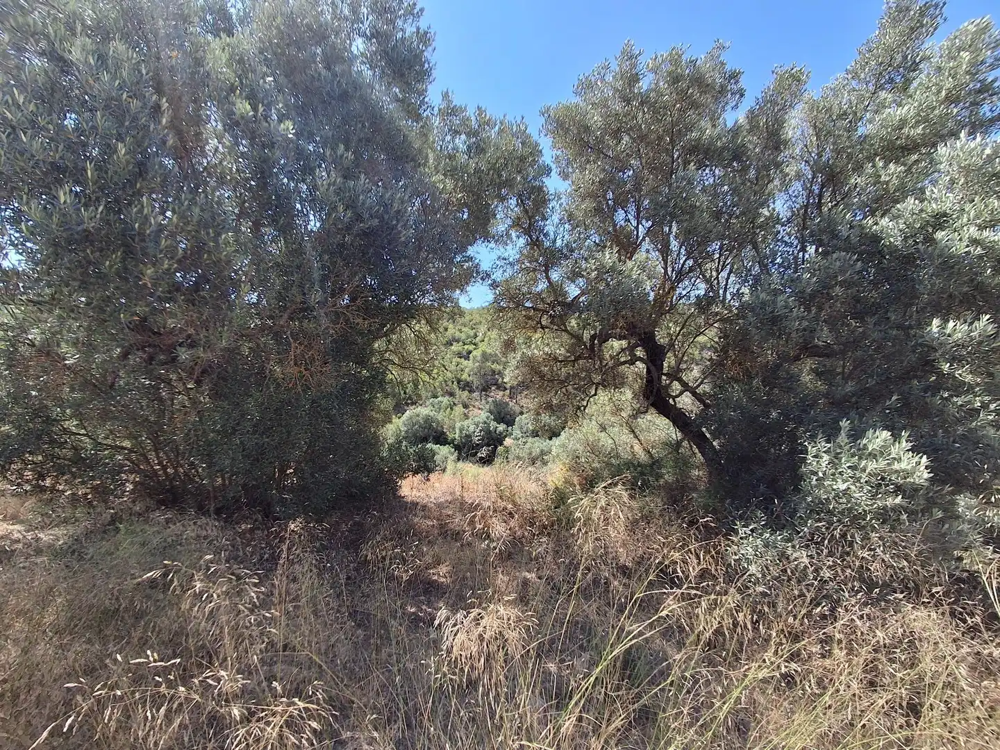 Finca rústica en venda en Riba-roja d'Ebre