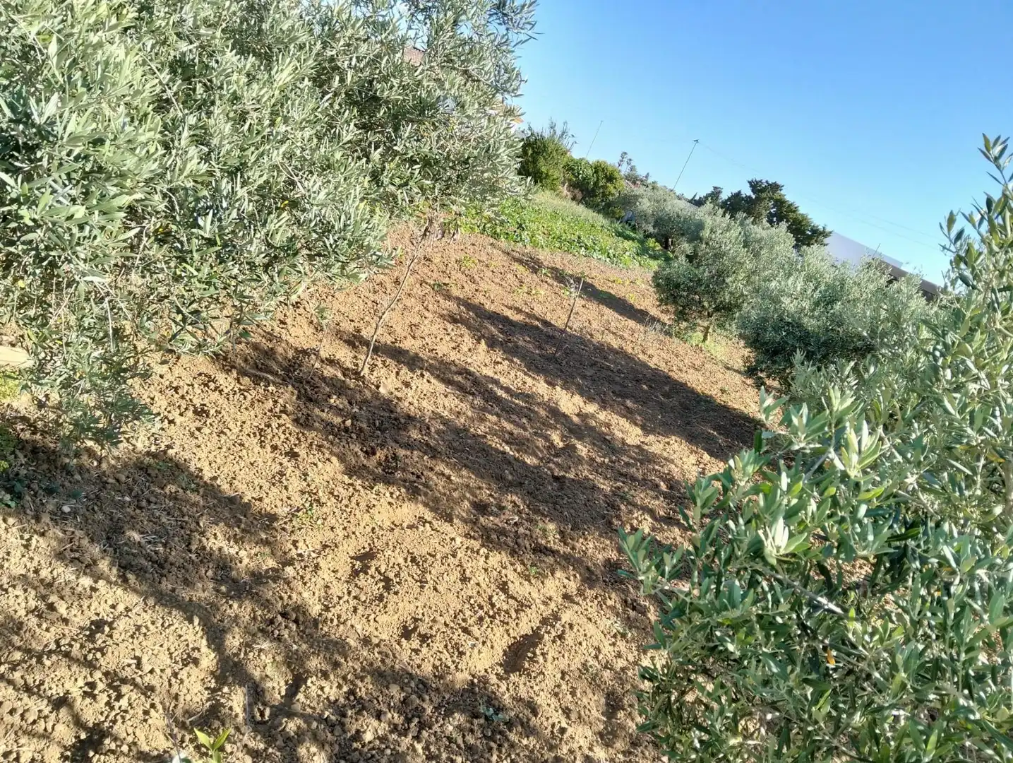 Country homes for sale in Chiclana de la Frontera