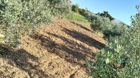 Foto 2 de Finca rústica en venda a Las Lagunas - Campano, Cádiz
