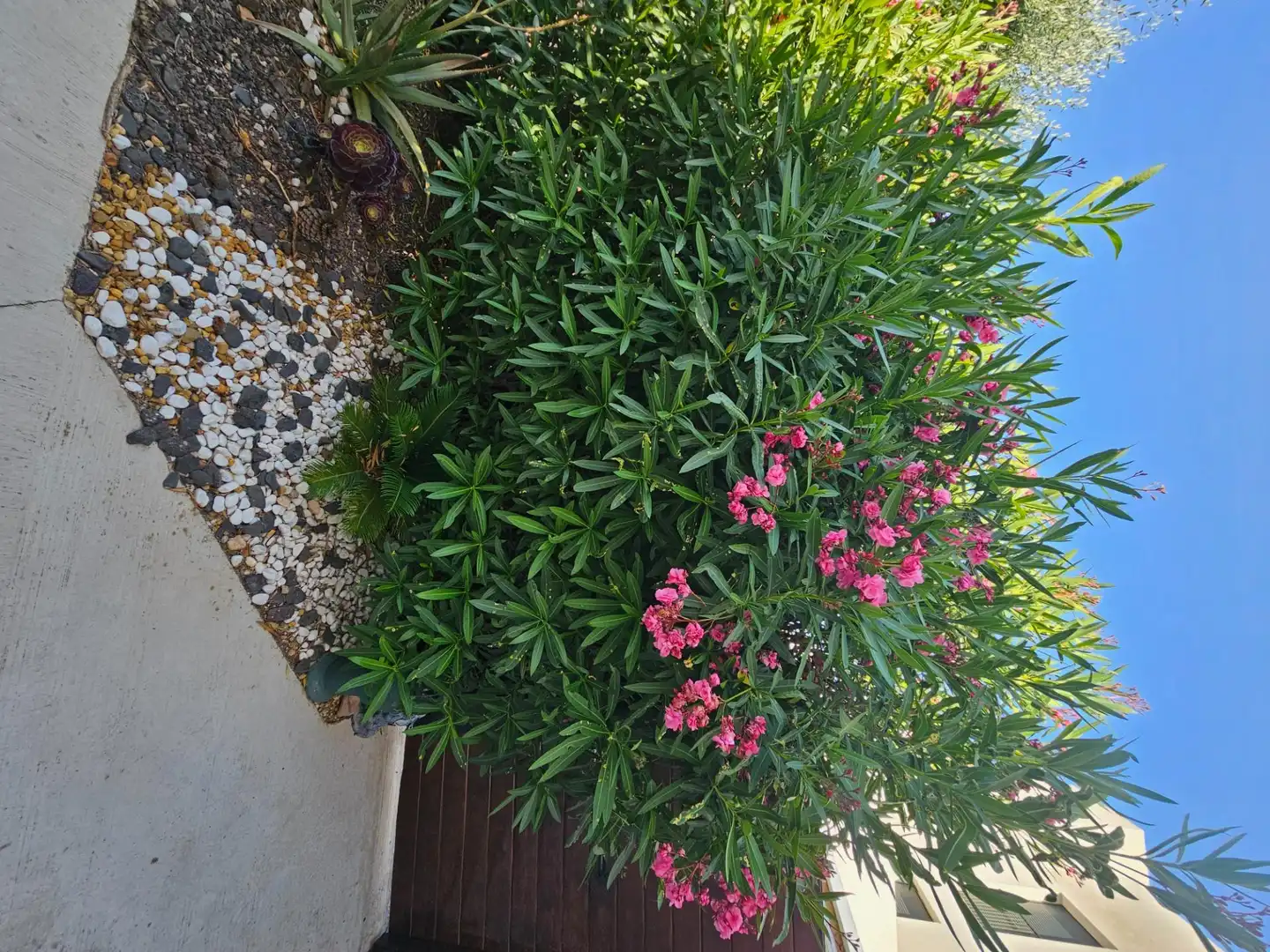 Jardí de Casa o xalet en venda en Murcia amb Aire condicionat, Terrassa i Moblat