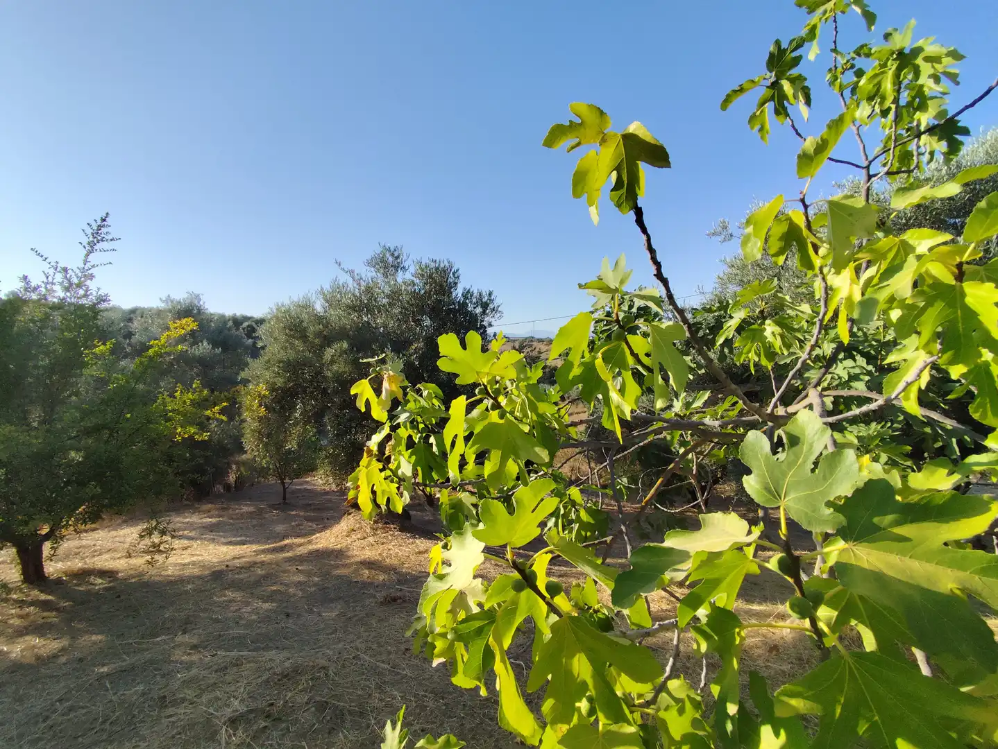 Finca rústica en venda en Coín amb Aire condicionat, Jardí privat i Terrassa