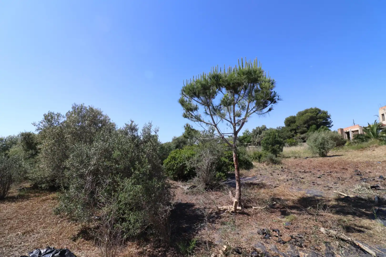 Terreno rustico in vendita a Alcanar, imagen 15
