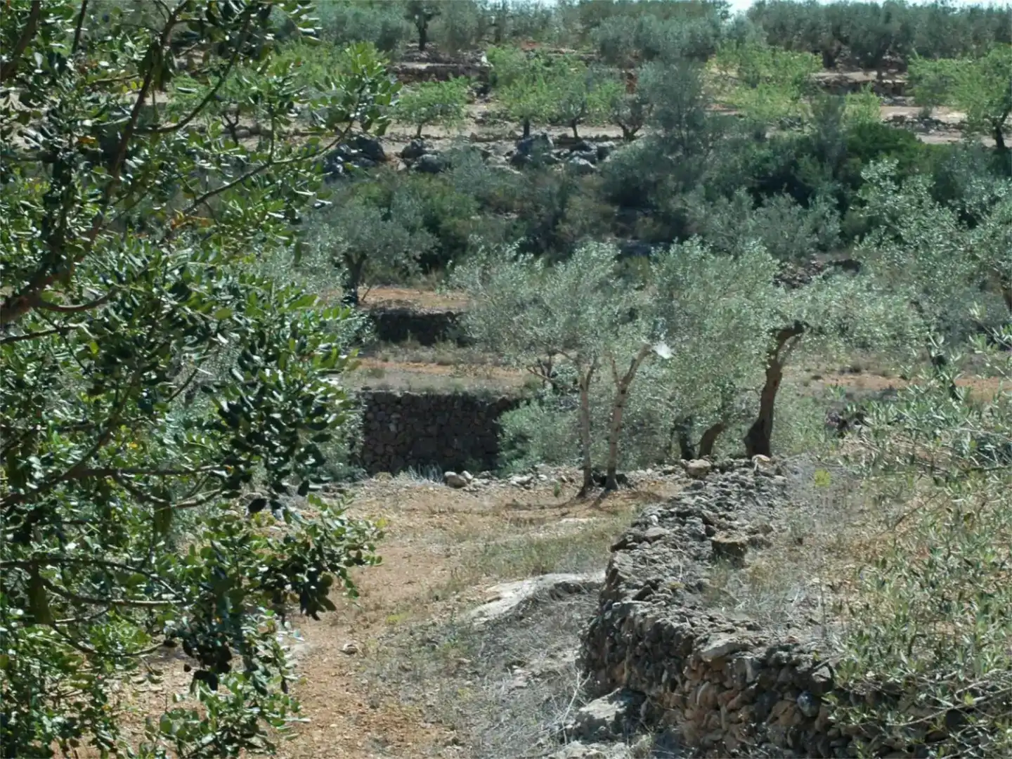 Finca rústica en venda en Camarles